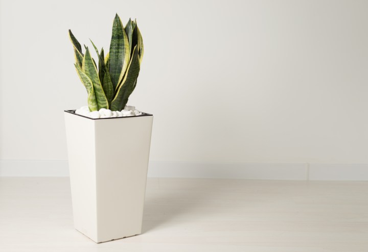 serviis_Mother-in-Law Tongue