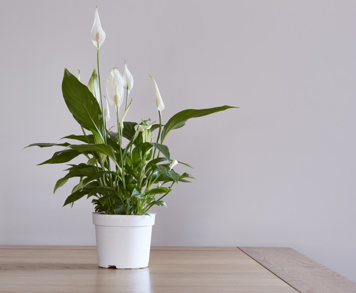 serviis_Peace Lily