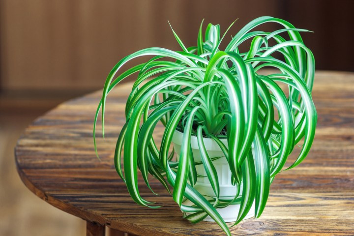 serviis_Spider Plant